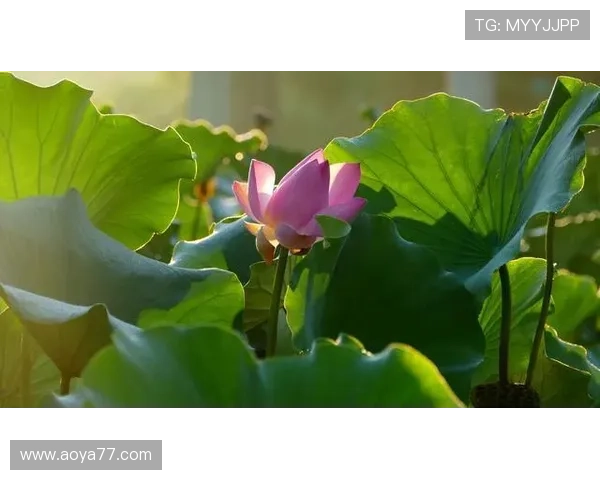 百湖大直播：生态家园的绿色守望纪实